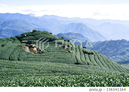 ティー 紅茶 茶 136341164