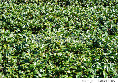 ティー 紅茶 茶 136341165