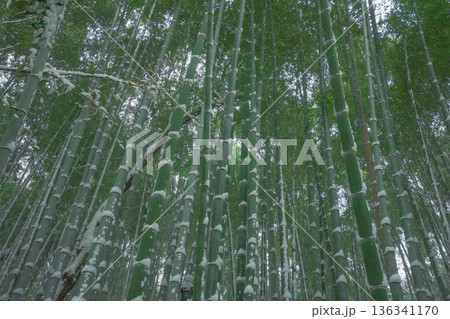 雪の竹林風景 136341170