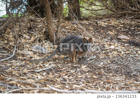 Wallaby standing on forest floor among dry leaves on Kangaroo Island Wallaby standing on forest floor among dry leaves on Kangaroo Island 136341233