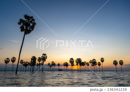 Borassus palms at sunset on Lake Tempe, Sulawesi, Indonesia 136341239