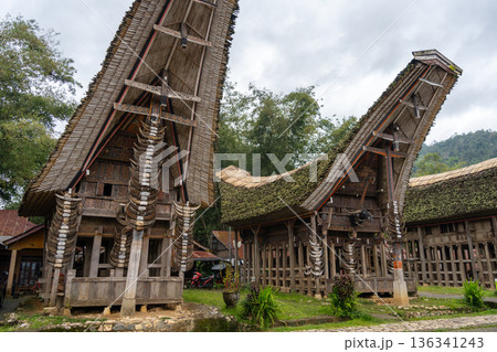 Traditional Toraja houses with buffalo horns, Sulawesi, Indonesia Traditional Toraja houses with buffalo horns, Sulawesi, Indonesia 136341243