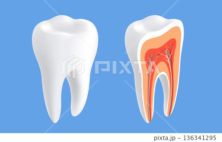 Healthy human tooth in cross-section Healthy human tooth in cross-section 136341295