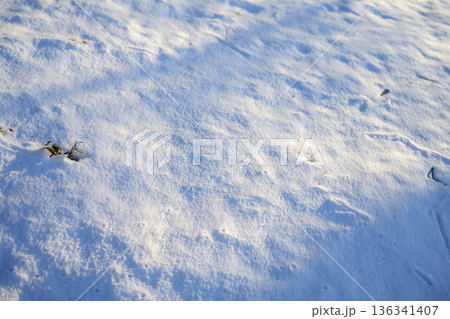 雪景色 雪 積雪 冬 大寒波 一面 2月 136341407