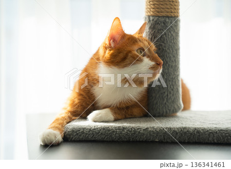 A domestic cat watches attentively in a home interior. A ginger cat. Cozy lifestyle moment showing pet curiosity, comfort 136341461