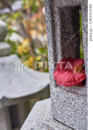 Red Camellia in Granite Japanese Stone Lantern 136341598