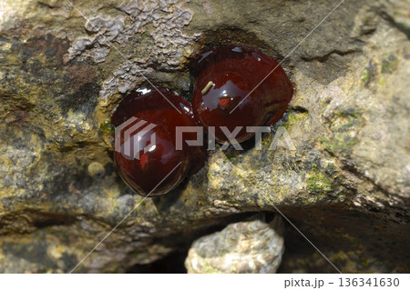 ウメボシイソギンチャク　縮む　干潮時 136341630