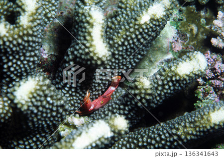 サンゴガニ オオアカホシサンゴガニ 海中写真 サンゴガニ オオアカホシサンゴガニ 海中写真 136341643