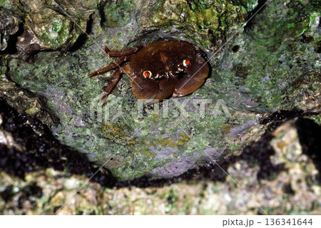 イワオウギガニ サンゴの隙間のカニ 夜 イワオウギガニ サンゴの隙間のカニ 夜 136341644