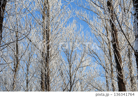 Winter scene with bare tree branches covered in hoarfrost against a clear blue sky, showing freezing cold nature Winter scene with bare tree branches covered in hoarfrost against a clear blue sky, showing freezing cold nature 136341764