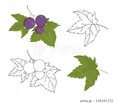 Blackcurrant Branch with Leaves Set. Isolated Vector Color Illustration and Black Line Art Outline. Botanical Berry Coloring Page 136341772