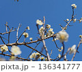 青空と白梅 136341777