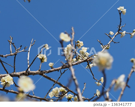 青空と白梅 136341777