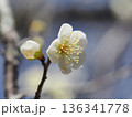 寒い季節の白梅 136341778