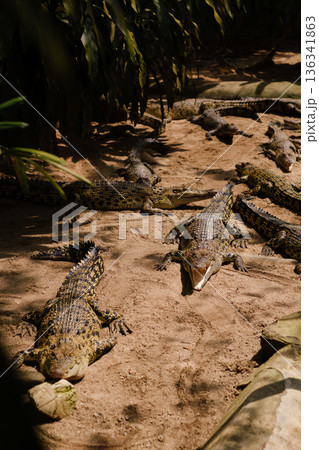 Crocodiles sunbathing in a natural habitat at the wildlife sanctuary during midday hours with a mix of adults and young ones basking on the rocks 136341863