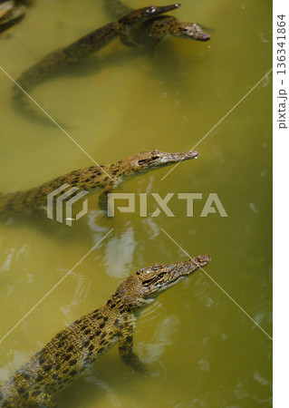 Three crocodiles swimming in murky water near a riverbank during daylight hours in a natural habitat environment 136341864