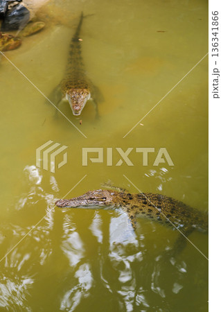 Three crocodiles swim in the water near the riverbank during the daytime in their natural habitat Three crocodiles swim in the water near the riverbank during the daytime in their natural habitat 136341866