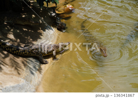 Crocodiles resting together in a natural habitat setting during the daytime in a tropical environment with lush vegetation and warm sunlight Crocodiles resting together in a natural habitat setting during the daytime in a tropical environment with lush vegetation and warm sunlight 136341867