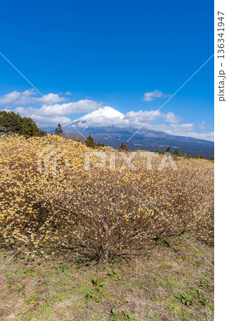 【富士山素材】白糸自然公園から見る富士山とミツマタの花【静岡県】 【富士山素材】白糸自然公園から見る富士山とミツマタの花【静岡県】 136341947