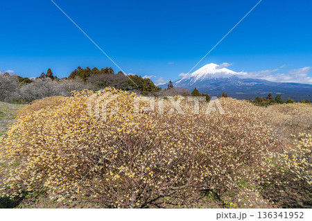 【富士山素材】白糸自然公園から見る富士山とミツマタの花【静岡県】 136341952