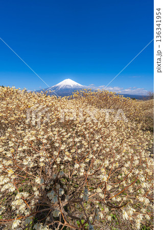 【富士山素材】白糸自然公園から見る富士山とミツマタの花【静岡県】 【富士山素材】白糸自然公園から見る富士山とミツマタの花【静岡県】 136341954