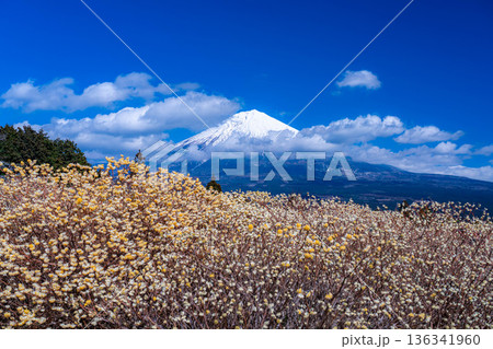 【富士山素材】白糸自然公園から見る富士山とミツマタの花【静岡県】 【富士山素材】白糸自然公園から見る富士山とミツマタの花【静岡県】 136341960