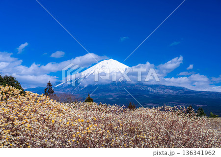 【富士山素材】白糸自然公園から見る富士山とミツマタの花【静岡県】 136341962