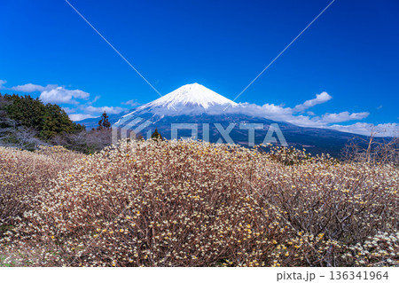 【富士山素材】白糸自然公園から見る富士山とミツマタの花【静岡県】 136341964