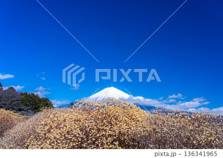【富士山素材】白糸自然公園から見る富士山とミツマタの花【静岡県】 136341965