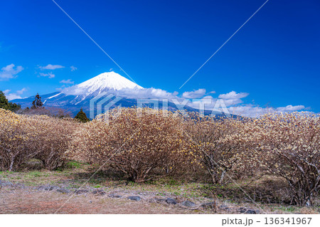 【富士山素材】白糸自然公園から見る富士山とミツマタの花【静岡県】 136341967