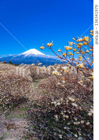 【富士山素材】白糸自然公園から見る富士山とミツマタの花【静岡県】 136341970
