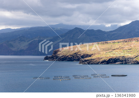 Mussel farm cages near Madeira island, calm Atlantic bay and volcanic shoreline 136341980