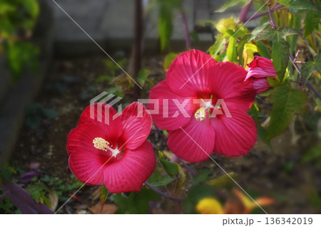 11月晩秋の庭に咲いた赤い色のアメリカフヨウの大きな花 11月晩秋の庭に咲いた赤い色のアメリカフヨウの大きな花 136342019