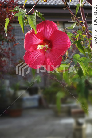 11月晩秋の庭に咲いた赤い色のアメリカフヨウの大きな花 11月晩秋の庭に咲いた赤い色のアメリカフヨウの大きな花 136342021