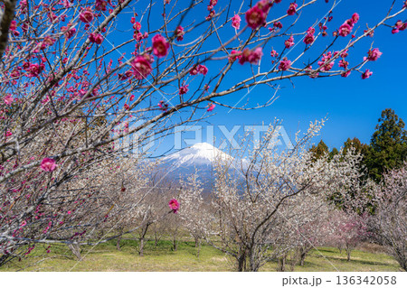 【富士山素材】静岡県富士宮市から見る富士山と梅の花【静岡県】 136342058