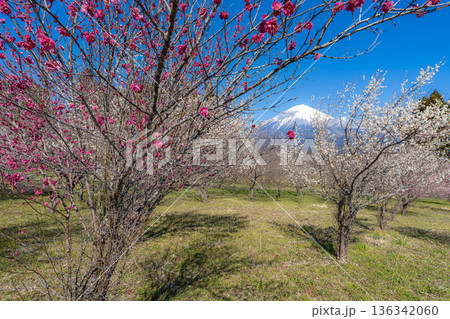 【富士山素材】静岡県富士宮市から見る富士山と梅の花【静岡県】 【富士山素材】静岡県富士宮市から見る富士山と梅の花【静岡県】 136342060
