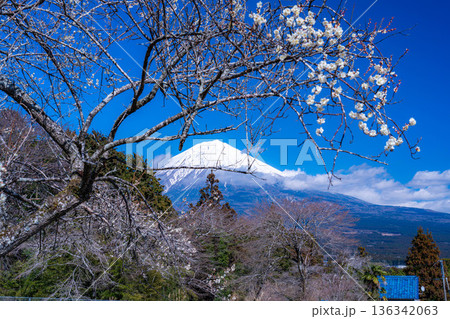 【富士山素材】静岡県富士宮市から見る富士山と梅の花【静岡県】 【富士山素材】静岡県富士宮市から見る富士山と梅の花【静岡県】 136342063