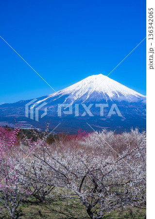 【富士山素材】静岡県富士宮市から見る富士山と梅の花【静岡県】 【富士山素材】静岡県富士宮市から見る富士山と梅の花【静岡県】 136342065