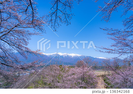 【桜素材】大草城址公園から見る桜と残雪の中央アルプス【長野県】 136342168