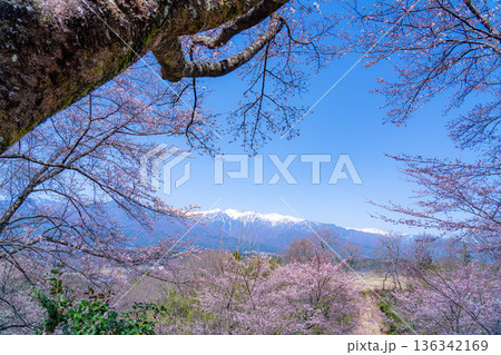 【桜素材】大草城址公園から見る桜と残雪の中央アルプス【長野県】 136342169
