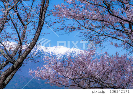 【桜素材】大草城址公園から見る桜と残雪の中央アルプス【長野県】 136342171