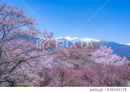 【桜素材】大草城址公園から見る桜と残雪の中央アルプス【長野県】 136342176