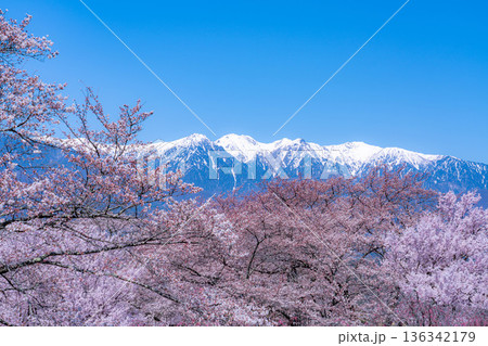 【桜素材】大草城址公園から見る桜と残雪の中央アルプス【長野県】 【桜素材】大草城址公園から見る桜と残雪の中央アルプス【長野県】 136342179