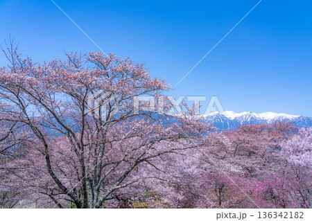 【桜素材】大草城址公園から見る桜と残雪の中央アルプス【長野県】 136342182