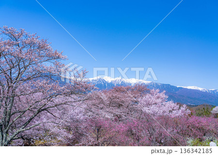 【桜素材】大草城址公園から見る桜と残雪の中央アルプス【長野県】 136342185