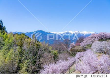 【桜素材】大草城址公園から見る桜と残雪の中央アルプス【長野県】 【桜素材】大草城址公園から見る桜と残雪の中央アルプス【長野県】 136342191