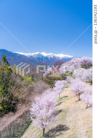【桜素材】大草城址公園から見る桜と残雪の中央アルプス【長野県】 【桜素材】大草城址公園から見る桜と残雪の中央アルプス【長野県】 136342193