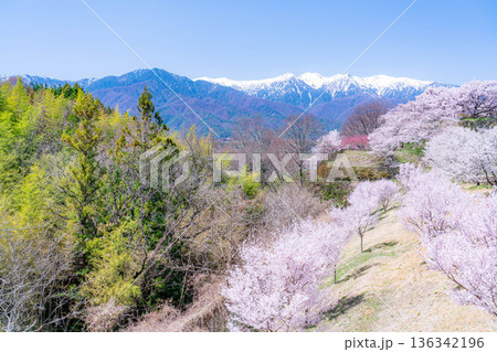 【桜素材】大草城址公園から見る桜と残雪の中央アルプス【長野県】 136342196