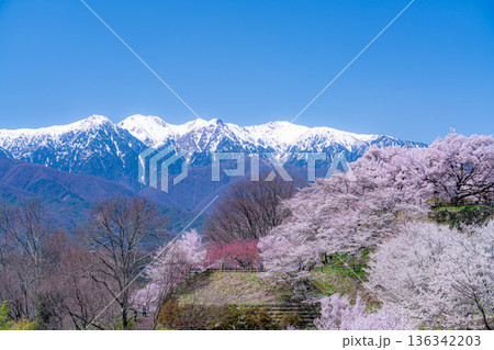 【桜素材】大草城址公園から見る桜と残雪の中央アルプス【長野県】 136342203
