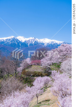 【桜素材】大草城址公園から見る桜と残雪の中央アルプス【長野県】 【桜素材】大草城址公園から見る桜と残雪の中央アルプス【長野県】 136342205